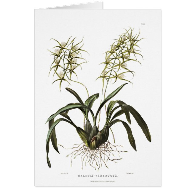 Verrucosa del Brassia (Frente)