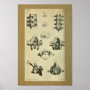 Vértebras espinales 1850 de la impresión de la