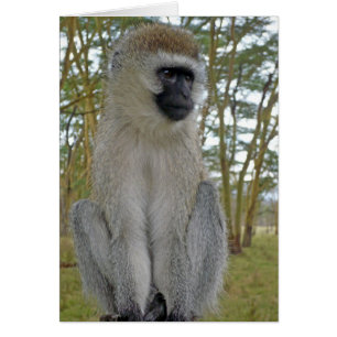 Vervet Monkey