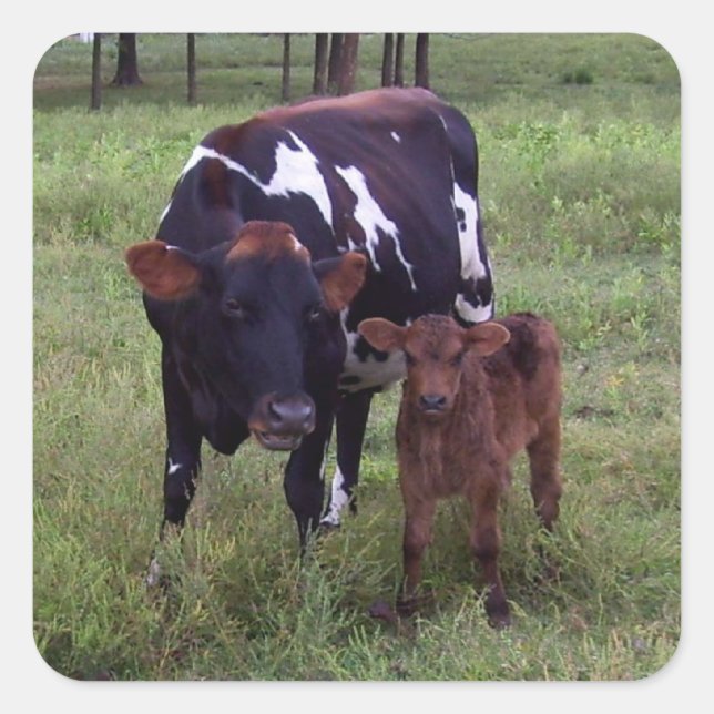 ¿Ves el parecido? Pegatinas (Anverso)