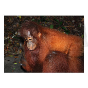 Viajar de regreso de madre de orangután en Borneo