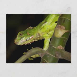 Viajes para recoger la postal 12