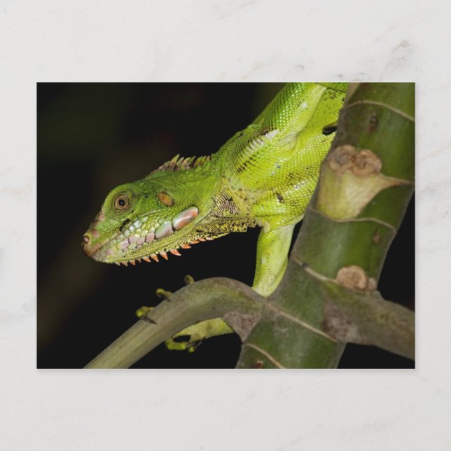 Viajes para recoger la postal 12 (Anverso)