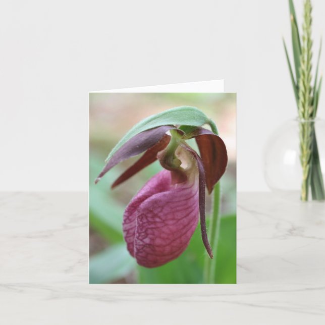 Vibrant Lady Slipper Flower Photography  (Anverso)