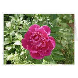 Vibrante Flor Peony rosa se pone bien pronto