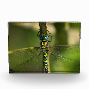 Vibrante Hawker Dragonfly Close - Foto de Wildlife