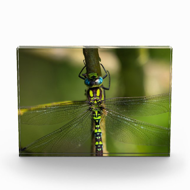 Vibrante Hawker Dragonfly Close - Foto de Wildlife (Anverso)