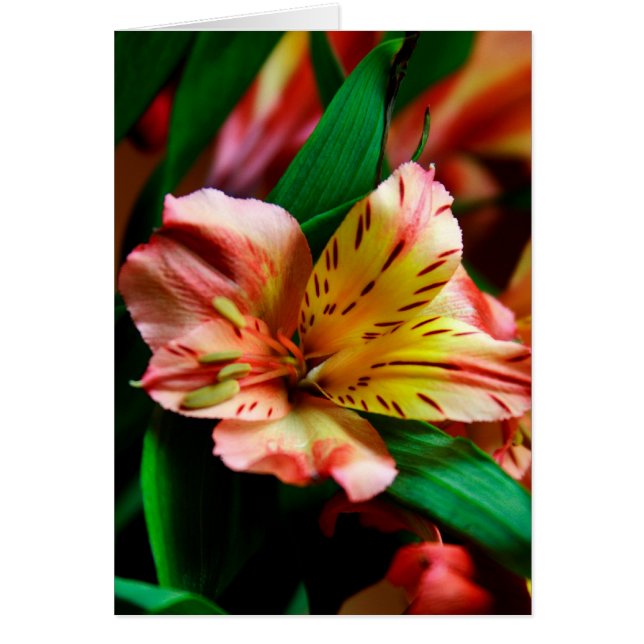 Vibrante Naranja Tiger Lily Card (Frente)