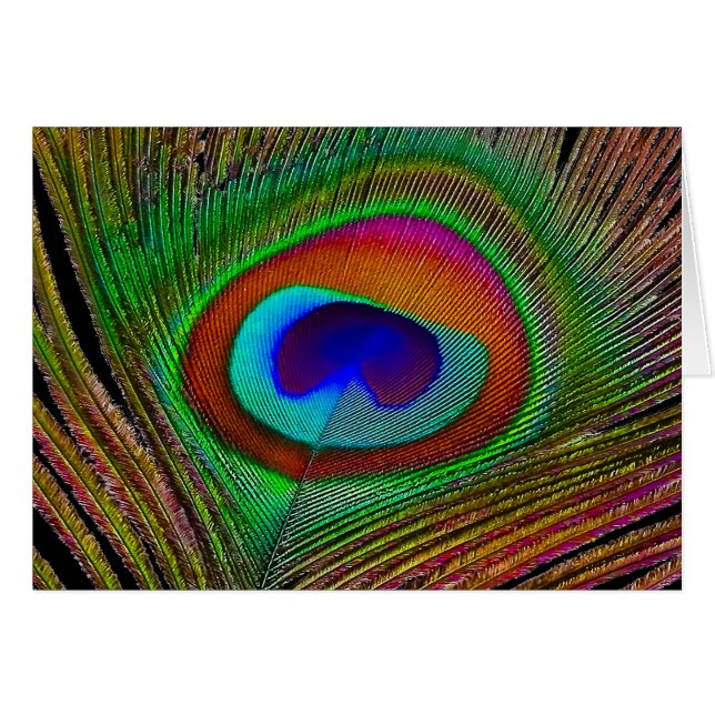 Vibrante pluma de cobre para pavo real (Anverso (Horizontal))