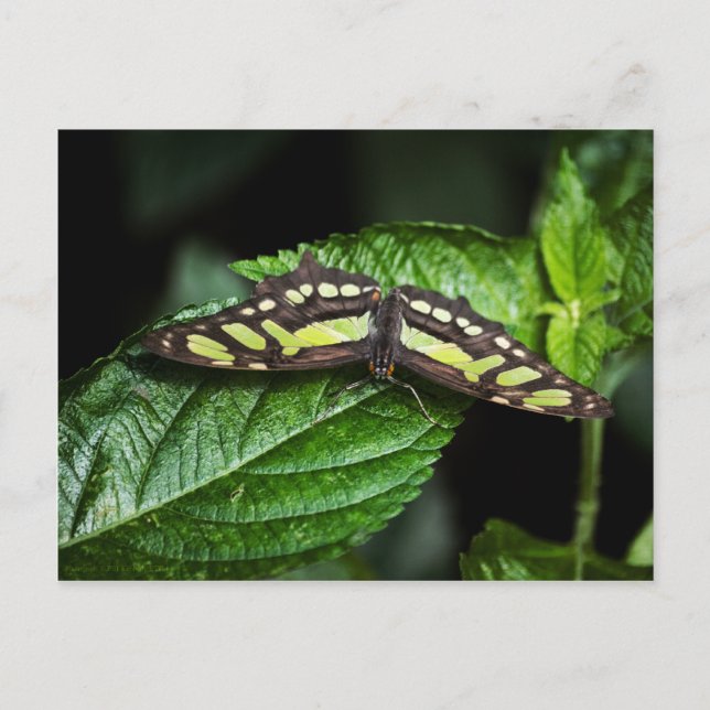 Vibrante postal verde (Anverso)