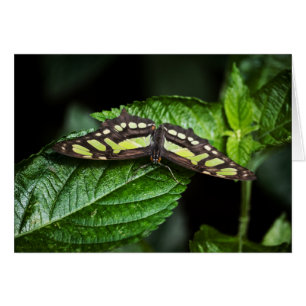 Vibrante tarjeta verde