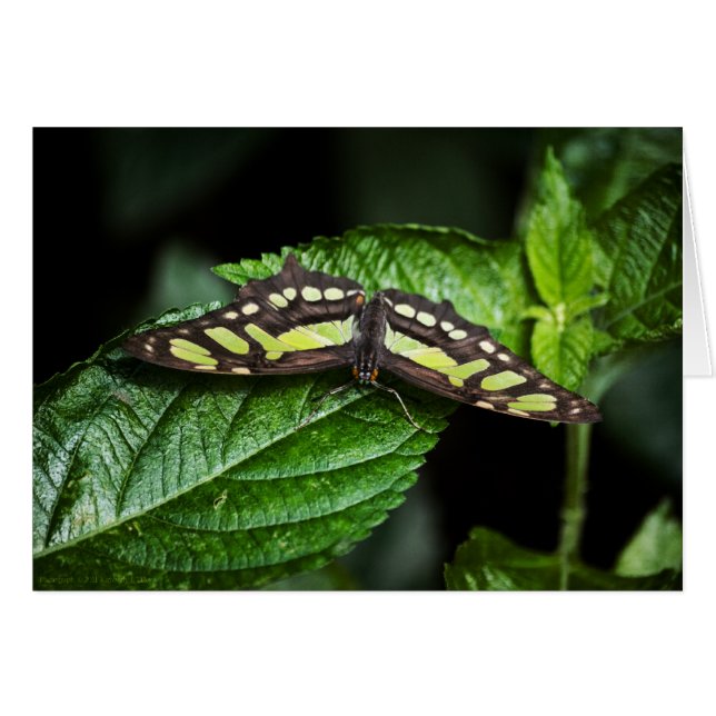 Vibrante tarjeta verde (Anverso (Horizontal))