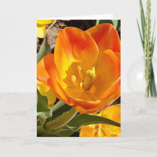 Vibrante Tulipán Naranja Fotografía Floral Tarjeta