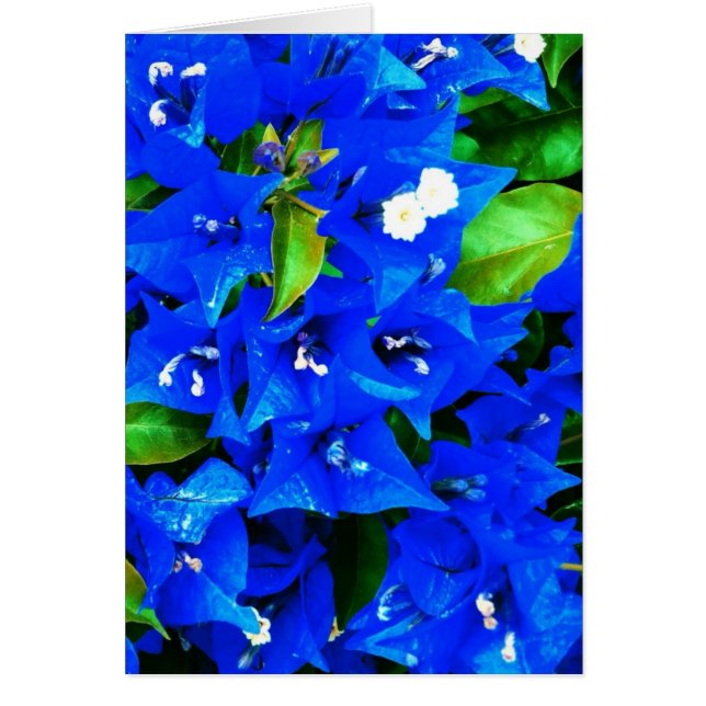 Vibrantes Flores de Buganvilla Azules (Frente)