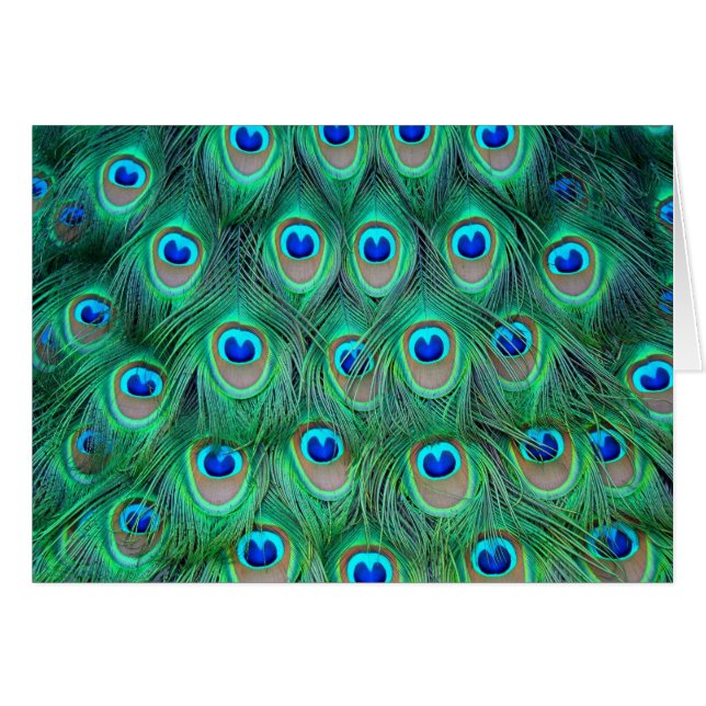 Vibrantes plumas de pavo real (Anverso (Horizontal))