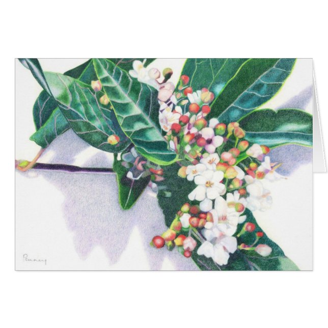 Viburnum (Anverso (Horizontal))
