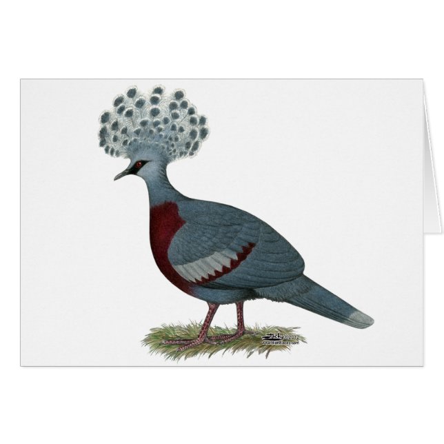 Victoria Crowne Pigeon (Anverso (Horizontal))