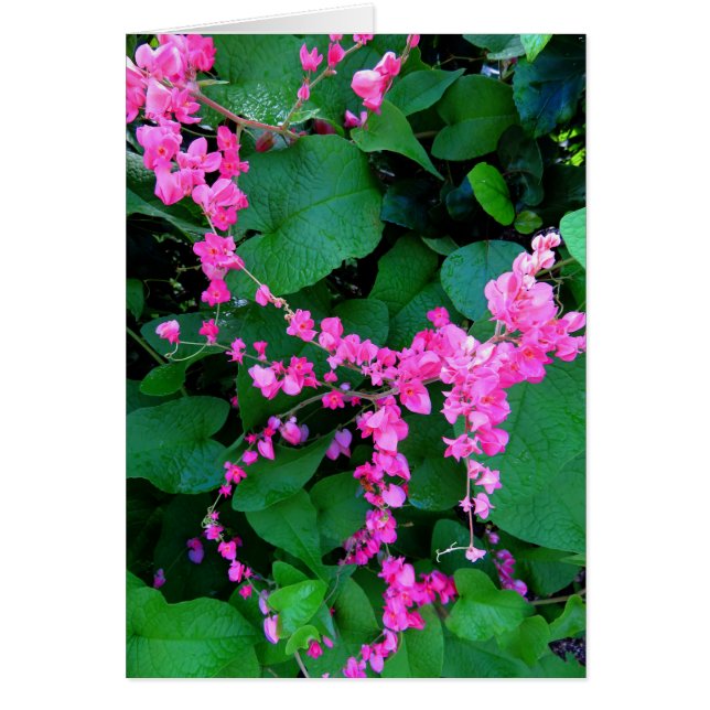 Vid coralina rosada (Frente)