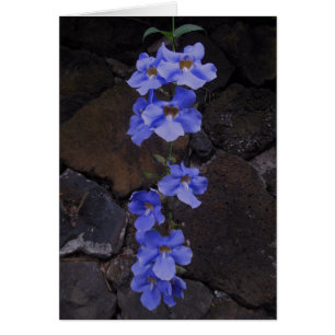 Vid de trompeta de Bengala