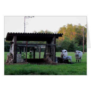 Vida de la granja (7326) - Vacas