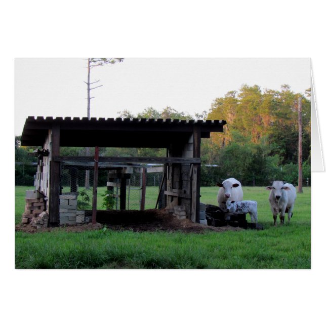 Vida de la granja (7326) - Vacas (Anverso (Horizontal))