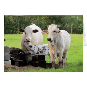 Vida de la granja (7329) - Vacas