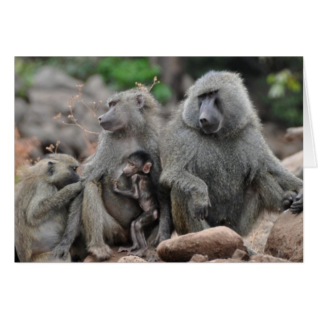 Vida encantada, lago Manyara (Anverso (Horizontal))