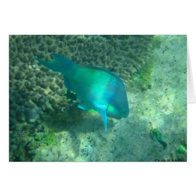 Vida marina (Anverso (Horizontal))