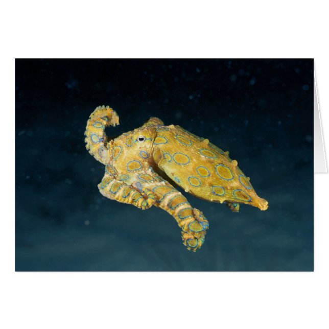 Vida marina - Octopus (Anverso (Horizontal))