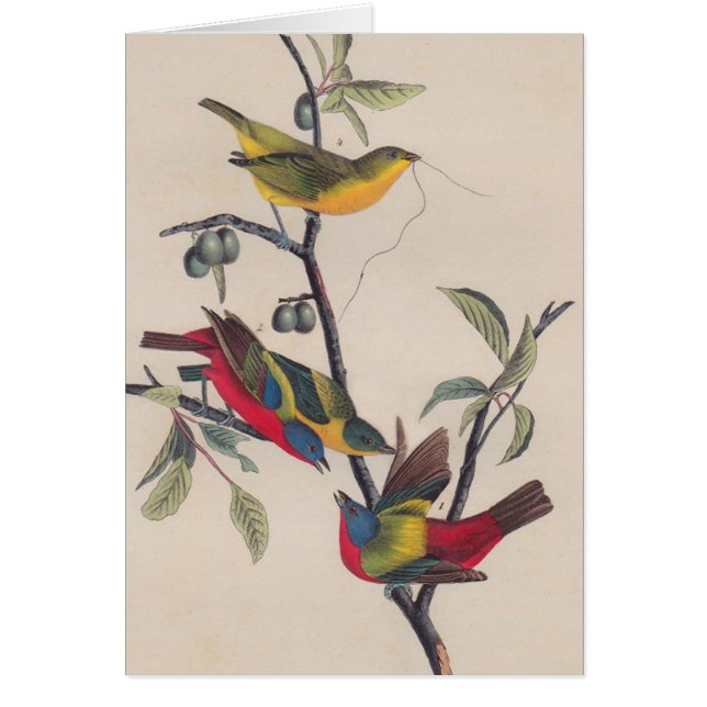 Vida silvestre de las aves de Bunting de Audubon (Frente)