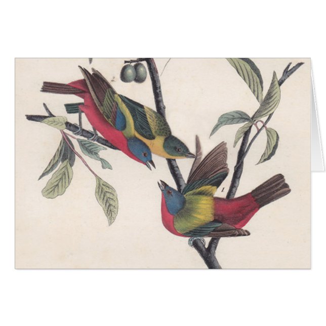 Vida silvestre de las aves de Bunting de Audubon (Anverso (Horizontal))