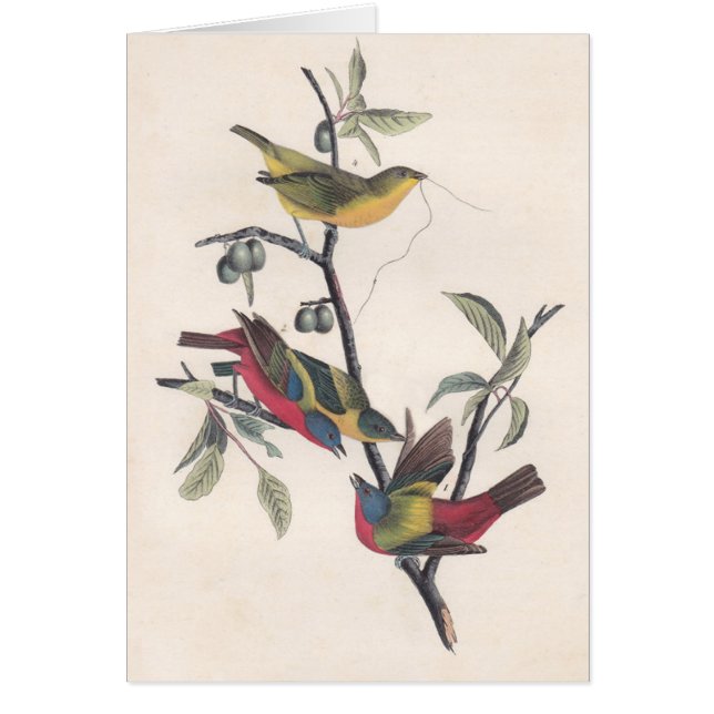 Vida silvestre de las aves de Bunting de Audubon (Frente)