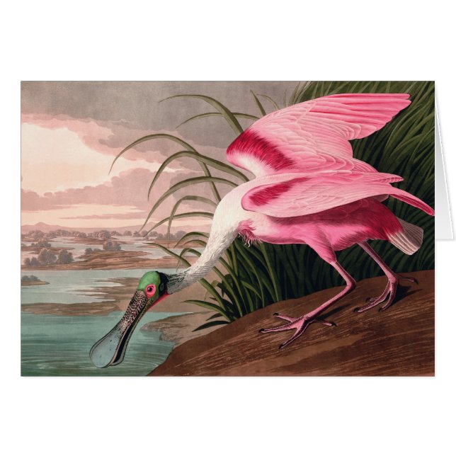 Vida silvestre de los pájaros roseados Spoonbill A (Anverso (Horizontal))