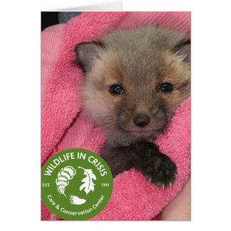 Vida silvestre en crisis