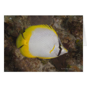 Vida submarina, PESCADO: Aleta colorida