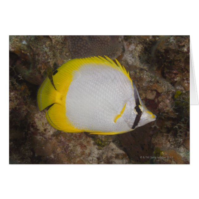 Vida submarina, PESCADO: Aleta colorida (Anverso (Horizontal))