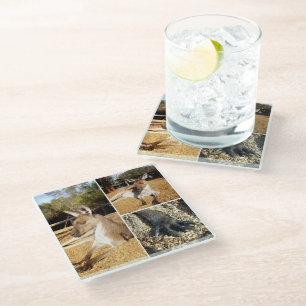 Vidrio Collage de tres imágenes de canguro, posavasos de 