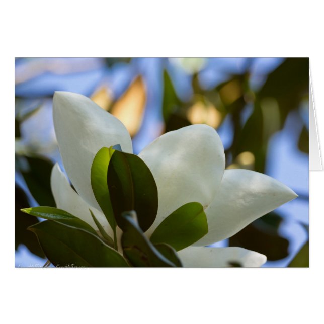 Vidrio manchado Sky Southern Magnolia Regalos (Anverso (Horizontal))