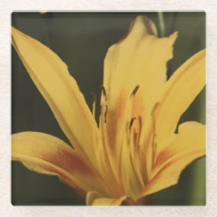 Vidrio Posavasos de Flor de Hemerocallis