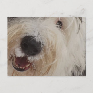 Vieja tarjeta de correo de Sheepdog inglesa - Cara