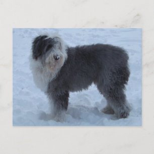 Vieja tarjeta postal inglesa SHeepdog - Perro de n