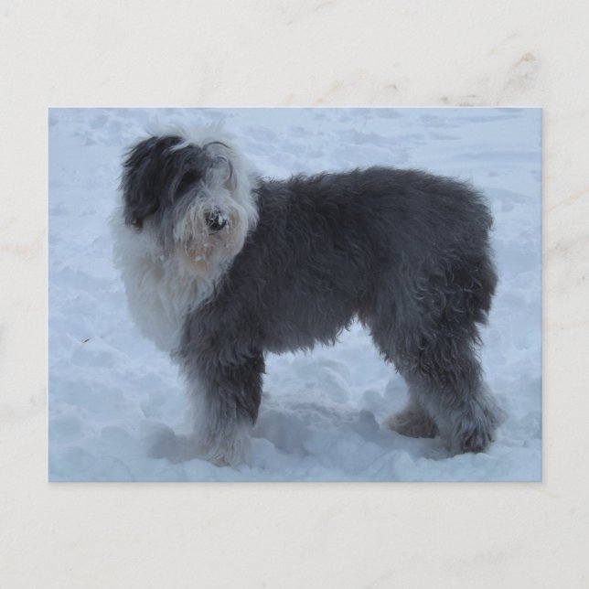 Vieja tarjeta postal inglesa SHeepdog - Perro de n (Anverso)