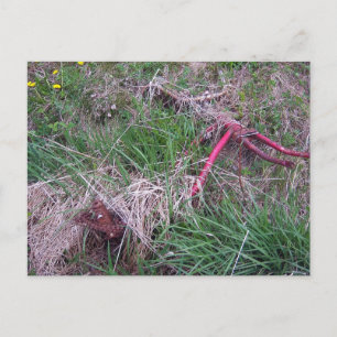 Vieja tarjeta postal roja para bicicletas