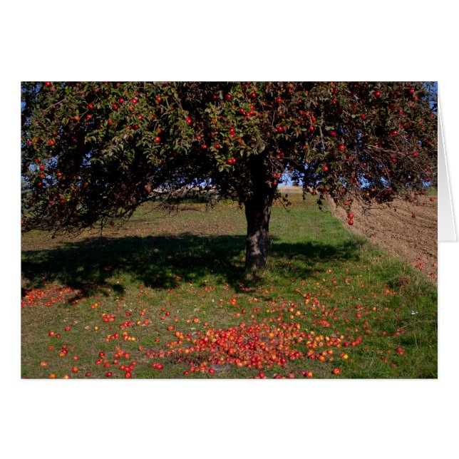Viejo manzano (Anverso (Horizontal))