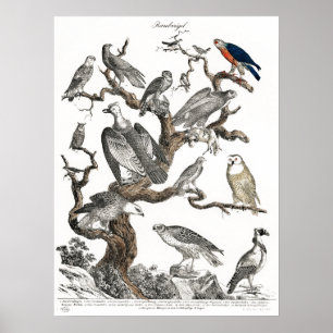 Viejos pájaros Ilustracion de libros arte