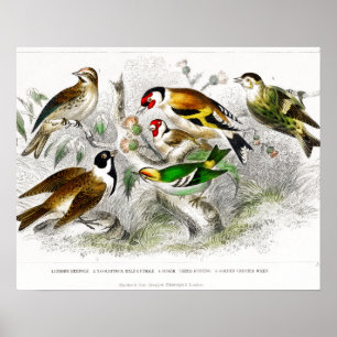 Viejos pájaros Ilustracion de libros arte