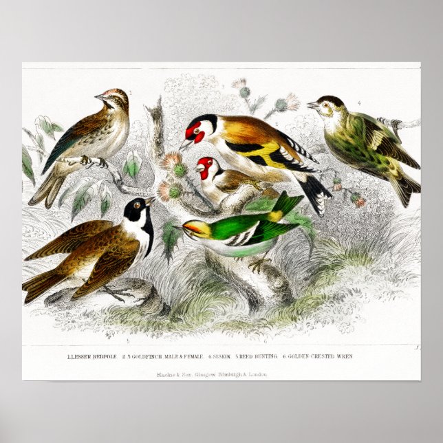 Viejos pájaros Ilustracion de libros arte (Frente)