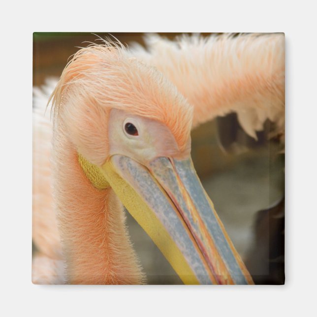 Viendo el imán Pelican (Frente)