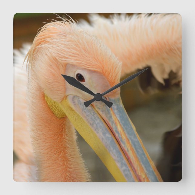 Viendo el reloj de pared pelícano (Anverso)