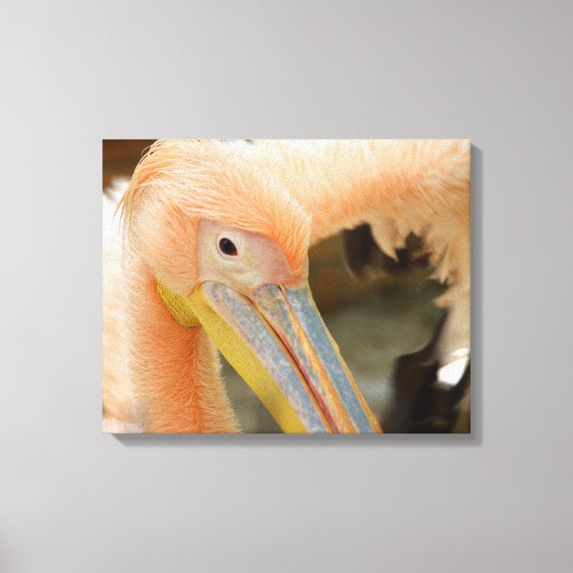 Viendo la impresión Pelican Canvas (Anverso)